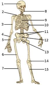 The frontal bone is a flat bone. Free Anatomy Quiz The Full Skeleton Quiz 1