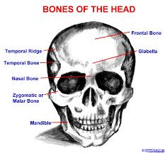 The image below provides an overview of the anterior features of the palatine processes of both maxillae articulate with each other in the midline and with the horizontal plate of the palatine bone posteriorly. Bones Of Head Picture Human Anatomy Body Human Head Human Body Anatomy Drawing The Human Head