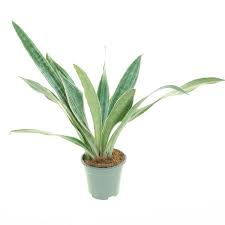 Image result for Sansevieria metallica
