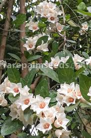 Image result for Rothmannia globosa