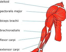 Muscle chart diagram skeletal muscles muscle origin insertion function location for images of the muscle click on each link under location abductors tensor fasciae latae gluteus medius arm muscles. Anatomy Of Human Arm Muscular System Download Scientific Diagram