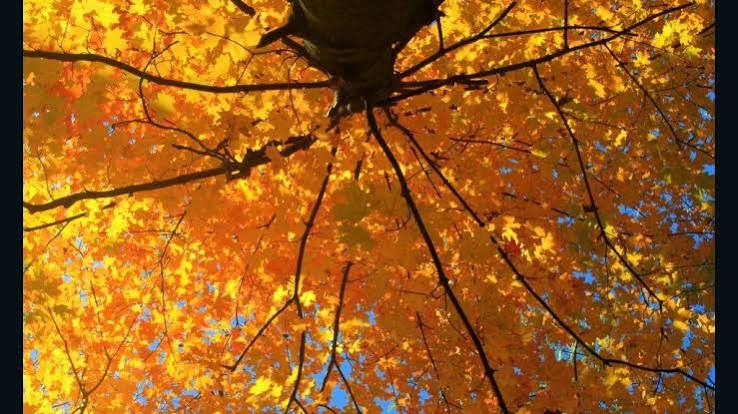 Happy fall! Here's why leaves change color