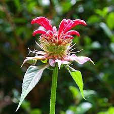 Monarda Bergamot Or Bees Balm Plants Nurseries Online