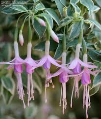 Risultati immagini per Naturaleza perfecta. Fuchsia.