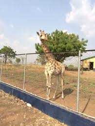 See 2 tips from 5 visitors to unilorin zoo. 25 Mellow S Travelogue Ideas Travelogue Nigeria Travel Abeokuta