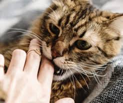 Maybe you would like to learn more about one of these? How To Stop Your Cat From Biting Hartz