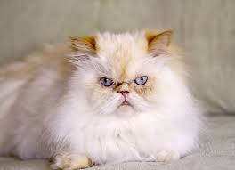 Pasalnya, kucing ini memiliki memiliki tampilan yang sangat lucu menyerupai boneka. Apa Beda Kucing Himalaya Dan Persia Berikut Ciri Dan Perilakunya