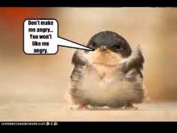 Funny images of animals with sayings definition source(google.com.pk) learning proverbs not only improves students' vocabulary but also provides valuable insights into the culture of the language they are learning. Funny Animal Pictures With Quotes Youtube