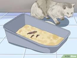 Inflammatory bowel disease appears to affect all ages, sexes, and breeds, although it may be. How To Check Cats For Worms 13 Steps With Pictures Wikihow Pet