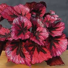 Begonia Rex Leaves As Beautiful As Flowers Https Www Houseplant411 Com Houseplant Begonia Rex How To Grow Care Tips Flower Seeds Begonia Plants