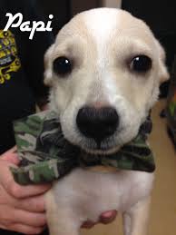 As puppies, they have a lot of energy chihuahua puppies do well with training, love to play, and enjoy exploring their new homes. Glastonbury Ct Chihuahua Meet Chihuahua Puppies A Pet For Adoption