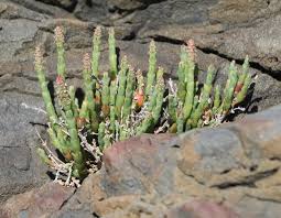 Image result for Salicornia pachystachya