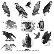 Black And White Eagle Clipart Images 14 Eagles Clipart Clip Art Eagles Bald Eagle