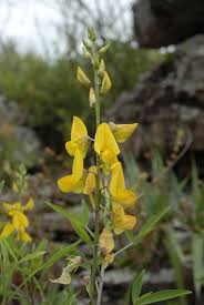 Image result for Crotalaria monteiroi