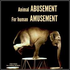 Animals In Circuses Google Search Circus Animal Abuse Circus Animals Animal Rights