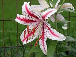 ✅ definizione ⇒ bianchi fiori profumatissimi su cruciverba.it ✅ tutte le soluzioni dei cruciverba per bianchi fiori profumatissimi chiare e classificabili. I 10 Fiori Piu Profumati Del Mondo