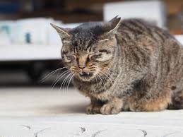 Your cat may start panting from one or more of the following factors. Panting In Cats What Does It Mean
