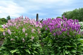 Image result for Stachys