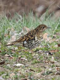 Image result for トラツグミ