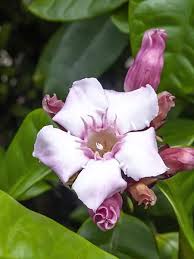 Image result for Strophanthus