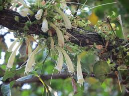 Image result for Halleria elliptica