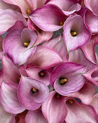 Pin On Wedding Flowers