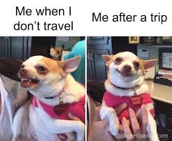 Funny Travel Memes Funny Thanksgiving Memes Funny Memes Animal Memes