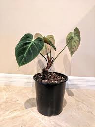 Philodendron Luxurians El Choco Red In 2020 Plants Philodendron Indoor Plants