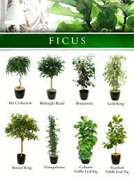 Cultivo De Plantas Jardineria Y Plantas Tipos De Plantas