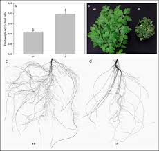 It is also essential for photosynthesis, respiration and protein synthesis. Phosphorus Deficiency Changes Carbon Isotope Fractionation And Triggers Exudate Reacquisition In Tomato Plants Scientific Reports