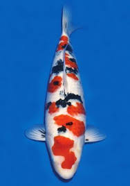 Tategoi house is at tategoi house. Taisho Sanke Koi Koi Fish Colors Koi Fish