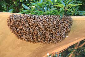 If you are nearby you'll hear a fairly loud. Swarming Honey Bee Wikipedia