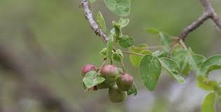 Image result for Afrocanthium burttii