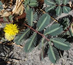 Image result for Neptunia oleracea