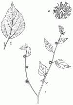 Image result for Triumfetta annua