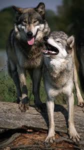 Wolf Park Wolf Park Wolf Dog Wolf Photos