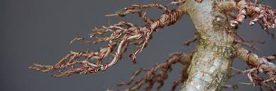 X research source peter mcmahon, <i>return to lilliput</i>, in <i>growing today</i>, pp. 5 Wiring Tips For Your Bonsai Trees Bonsai Tree Pty Ltd