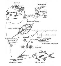 Jadi ketika kita membahas rantai makanan dihutan kita akan menemukan banyak contoh sebagai interaksi antara komponen ekosistem biotik didalamnya. Aliran Materi Dan Rantai Makanan Pada Ekosistem Mangrove Di Pesisir Kabupaten Karawang Jawa Barat Enjang Hernandi Hidayat