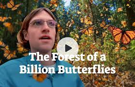 We're restoring the butterfly forest · Mission 26 · Planet Wild