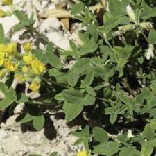 Image result for Argyrolobium tomentosum