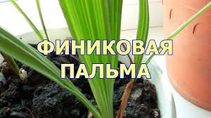 Выращивание и уход в домашних условиях. Finikovaya Palma Iz Kostochki Video Youtube