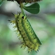 Image result for Pavetta lasiopeplus