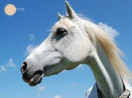 Eux,en tout cas,y parvenaient avec brio. 25 Choses A Faire Quand On Ne Peut Pas Monter A Cheval Astucerie De L Ecurie