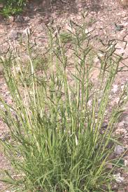 Image result for Leptochloa obtusiflora
