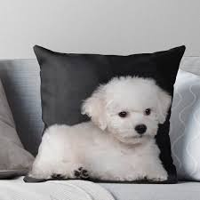 bichon frise curly lap dog puppy a small breed of dog of the bichon type throw pillow by photostock isra lap dogs dogs and puppies bichon frise