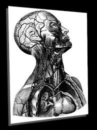 Your walls are a reflection of your personality, so let them speak with your favorite quotes, art, or designs printed on our custom posters! Vintage Anatomy Art And Book Illustrations Retrographik Human Anatomy Art Anatomy Art Human Anatomy
