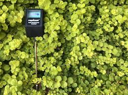 Take The Guesswork Out Of Watering With A Moisture Meter