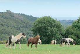 Good Quality Grass Is Key Irish Horse Welfare Trust Welfare Tips Information