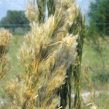 Image result for Andropogon lima