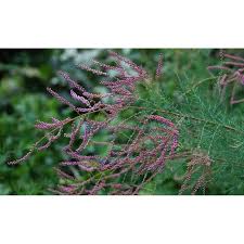 Image result for tamarix ramosissima pink cascade